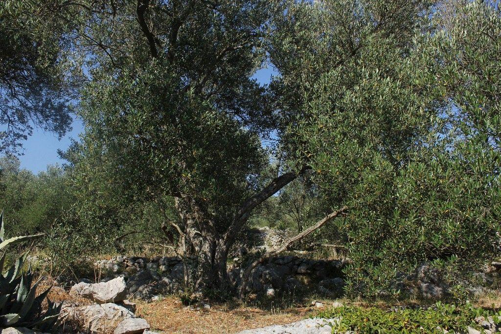 Secluded Fisherman'S Cottage Cove Magrovica - Telascica, Dugi Otok - 8142 Sali Exterior foto